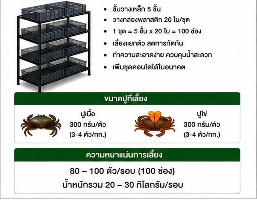 ขนาดปูเนื้อและปูไข่ที่เลี้ยง เฉลี่ย 300 กรัมต่อตัว